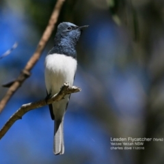 Myiagra rubecula at Yatteyattah Nature Reserve - 25 Nov 2016 12:00 AM