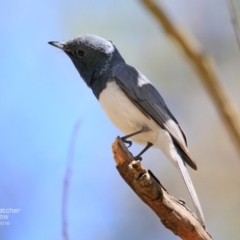 Myiagra rubecula at Yatteyattah Nature Reserve - 25 Nov 2016