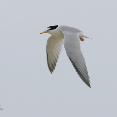 Sternula albifrons (Little Tern) at Undefined - 26 Nov 2016 by CharlesDove