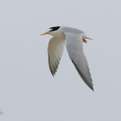 Sternula albifrons (Little Tern) at Undefined - 25 Nov 2016 by Charles Dove