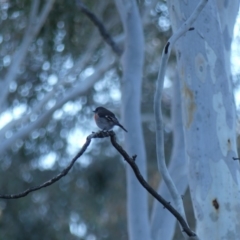 Petroica boodang (Scarlet Robin) at Mount Ainslie - 10 Jun 2018 by WalterEgo