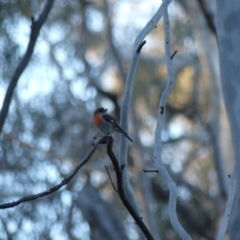 Petroica boodang at Majura, ACT - 10 Jun 2018