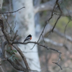 Petroica boodang at Majura, ACT - 10 Jun 2018