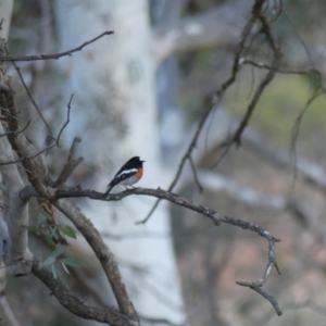 Petroica boodang at Majura, ACT - 10 Jun 2018