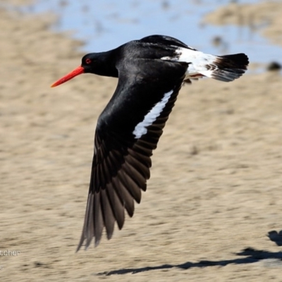 Haematopus longirostris (Australian Pied Oystercatcher) at Conjola Bushcare - 24 Nov 2016 by Charles Dove