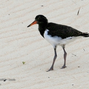 Haematopus longirostris at Conjola Bushcare - suppressed
