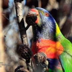 Trichoglossus moluccanus (Rainbow Lorikeet) at South Pacific Heathland Reserve - 25 Nov 2016 by Charles Dove