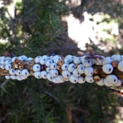 Cryptes baccatus (Wattle Tick Scale) at Jerrabomberra Wetlands - 10 Jun 2018 by RodDeb