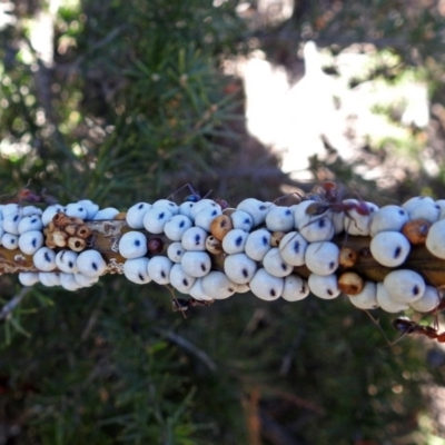 Cryptes baccatus (Wattle Tick Scale) at Jerrabomberra Wetlands - 10 Jun 2018 by RodDeb