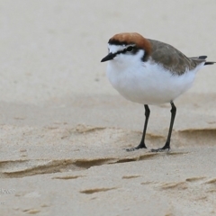 Anarhynchus ruficapillus (Red-capped Plover) at Undefined - 29 Nov 2016 by CharlesDove