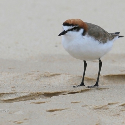 Anarhynchus ruficapillus (Red-capped Plover) at Undefined - 28 Nov 2016 by Charles Dove