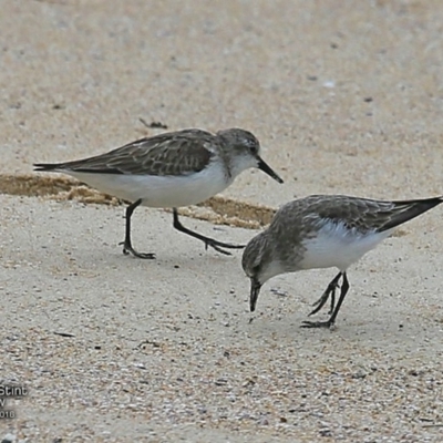 Calidris ruficollis (Red-necked Stint) at Undefined - 27 Nov 2016 by Charles Dove