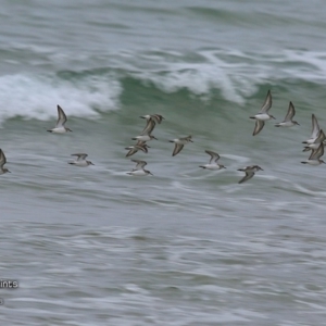 Calidris ruficollis at undefined - 28 Nov 2016 12:00 AM