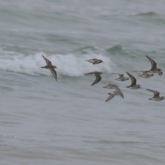 Calidris ruficollis at undefined - 28 Nov 2016 12:00 AM