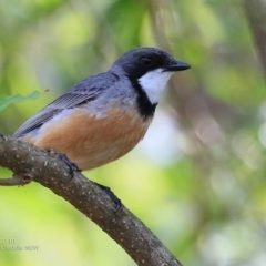 Pachycephala rufiventris (Rufous Whistler) at South Pacific Heathland Reserve - 23 Nov 2016 by Charles Dove