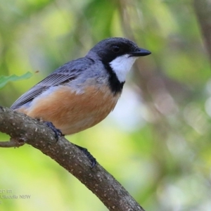 Pachycephala rufiventris at South Pacific Heathland Reserve - 24 Nov 2016