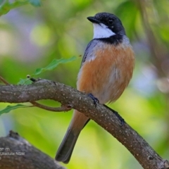 Pachycephala rufiventris at South Pacific Heathland Reserve - 24 Nov 2016