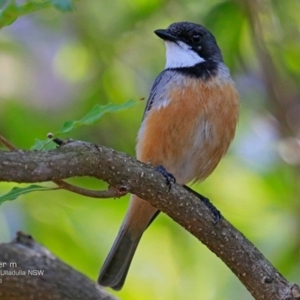 Pachycephala rufiventris at South Pacific Heathland Reserve - 24 Nov 2016