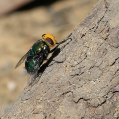 Amenia sp. (genus) (Yellow-headed Blowfly) at Bomaderry Creek Regional Park - 24 Nov 2016 by CharlesDove