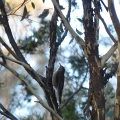 Cormobates leucophaea (White-throated Treecreeper) at Mount Ainslie - 10 Jun 2018 by WalterEgo