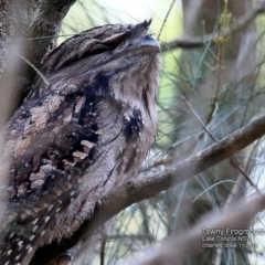 Podargus strigoides (Tawny Frogmouth) at Conjola Lake Walking Track - 24 Nov 2016 by CharlesDove