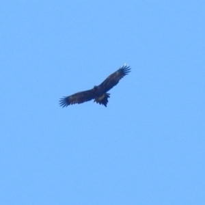 Aquila audax at Fyshwick, ACT - 10 Jun 2018 12:23 PM