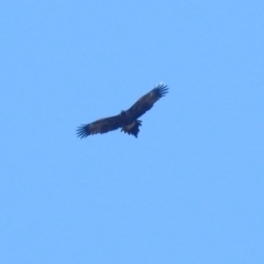 Aquila audax (Wedge-tailed Eagle) at Jerrabomberra Wetlands - 10 Jun 2018 by RodDeb