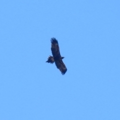 Aquila audax at Fyshwick, ACT - 10 Jun 2018 12:23 PM