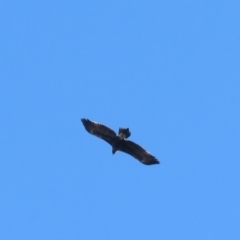 Aquila audax at Fyshwick, ACT - 10 Jun 2018 12:23 PM