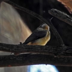 Acanthorhynchus tenuirostris (Eastern Spinebill) at Fyshwick, ACT - 10 Jun 2018 by RodDeb