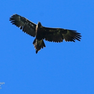Aquila audax (Wedge-tailed Eagle) at Undefined - 24 Nov 2016 by Charles Dove