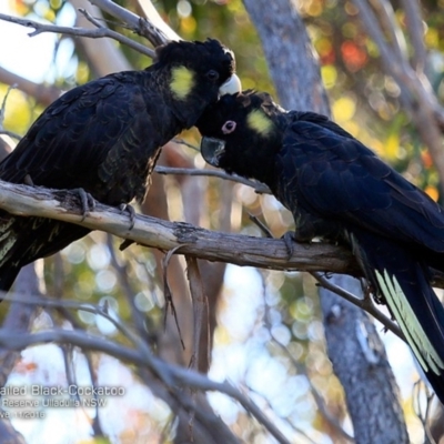 Zanda funerea (Yellow-tailed Black-Cockatoo) at South Pacific Heathland Reserve - 22 Nov 2016 by CharlesDove