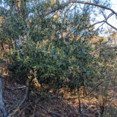 Olea europaea subsp. cuspidata (African Olive) at Mount Majura - 10 Jun 2018 by WalterEgo