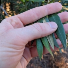Olea europaea subsp. cuspidata at Canberra Central, ACT - 10 Jun 2018