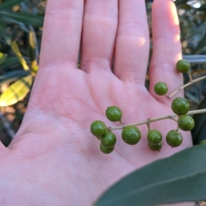 Olea europaea subsp. cuspidata at Canberra Central, ACT - 10 Jun 2018