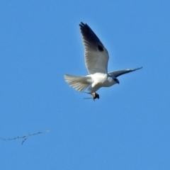 Elanus axillaris (Black-shouldered Kite) at Jerrabomberra Wetlands - 10 Jun 2018 by RodDeb