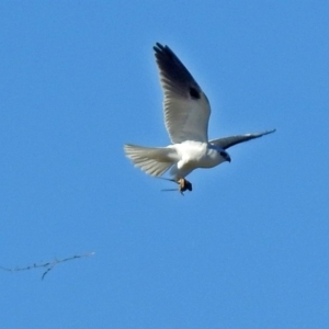 Elanus axillaris at Fyshwick, ACT - 10 Jun 2018