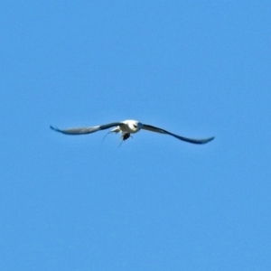 Elanus axillaris at Fyshwick, ACT - 10 Jun 2018