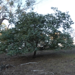 Acacia baileyana at Majura, ACT - 10 Jun 2018 05:22 PM