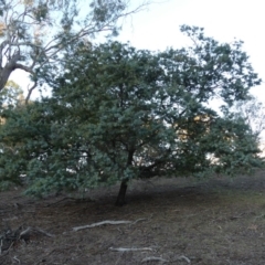Acacia baileyana (Cootamundra Wattle, Golden Mimosa) at Majura, ACT - 10 Jun 2018 by WalterEgo