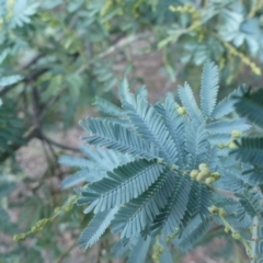 Acacia baileyana at Majura, ACT - 10 Jun 2018 05:22 PM