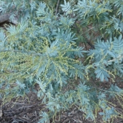 Acacia baileyana at Majura, ACT - 10 Jun 2018