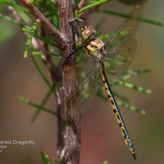 Hemicordulia tau (Tau Emerald) at Triplarina Nature Reserve - 18 Nov 2016 by CharlesDove