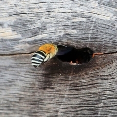 Amegilla sp. (genus) (Blue Banded Bee) at One Track For All - 13 Nov 2016 by Charles Dove