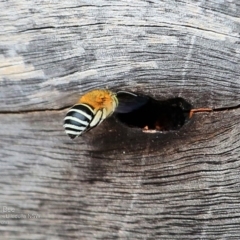 Amegilla sp. (genus) (Blue Banded Bee) at - 13 Nov 2016 by Charles Dove