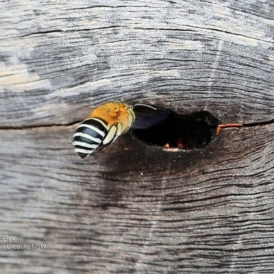 Amegilla sp. (genus) (Blue Banded Bee) at Ulladulla Reserves Bushcare - 13 Nov 2016 by Charles Dove