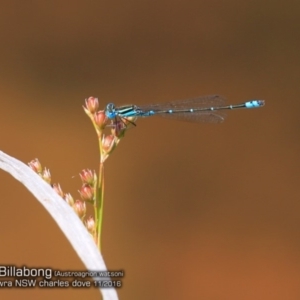 Austroagrion watsoni at Triplarina Nature Reserve - 25 Nov 2016 12:00 AM