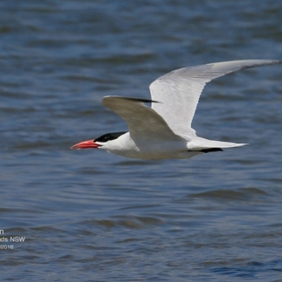 Hydroprogne caspia (Caspian Tern) at Undefined - 18 Nov 2016 by CharlesDove