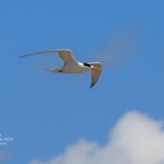 Thalasseus bergii (Crested Tern) at Undefined - 23 Nov 2016 by CharlesDove