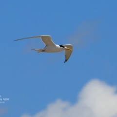 Thalasseus bergii (Crested Tern) at Undefined - 22 Nov 2016 by Charles Dove